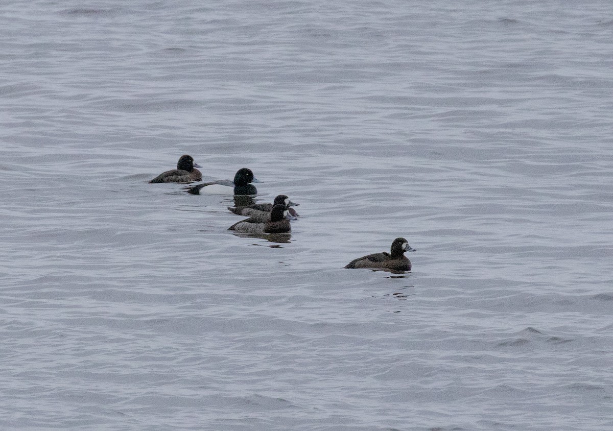 Greater Scaup - ML614614961