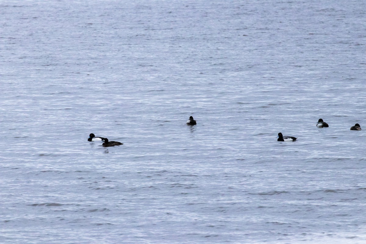 Greater Scaup - ML614614963