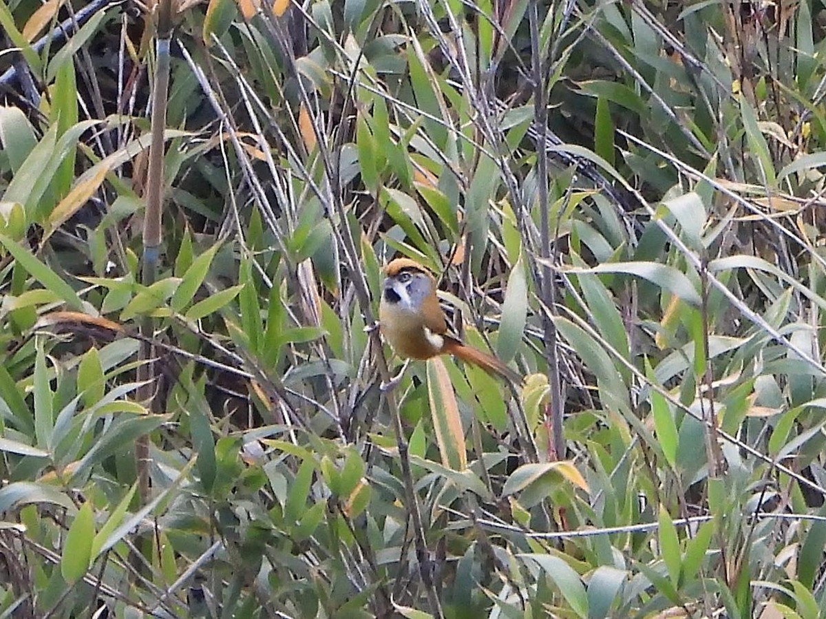 Black-throated Parrotbill (Buff-breasted) - ML614614998