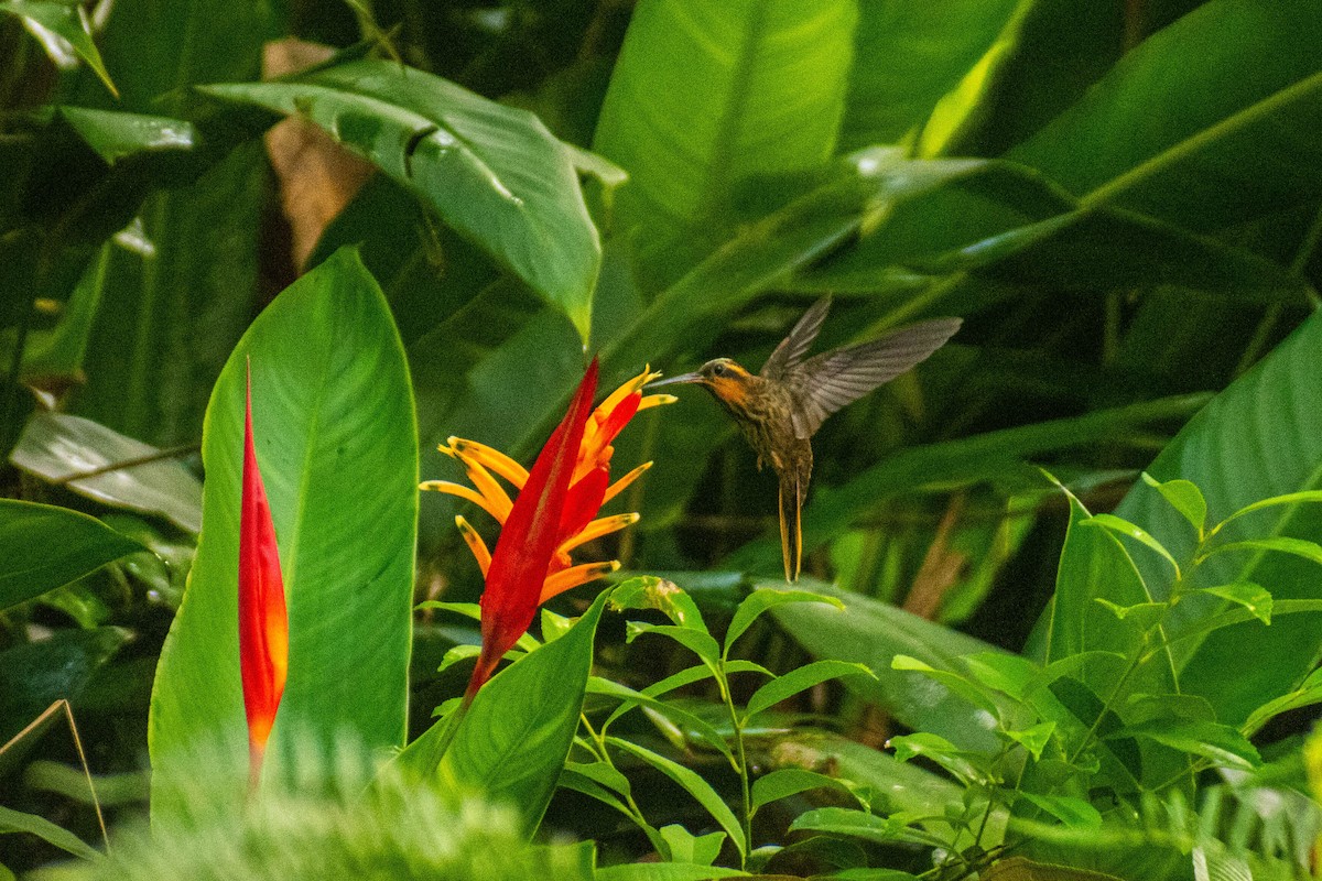 kolibřík pilozobý - ML614615009