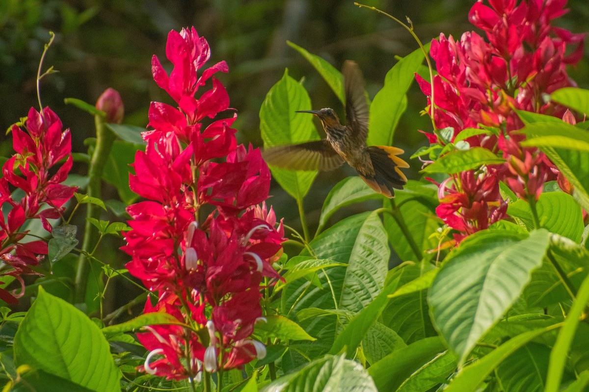 kolibřík pilozobý - ML614615015