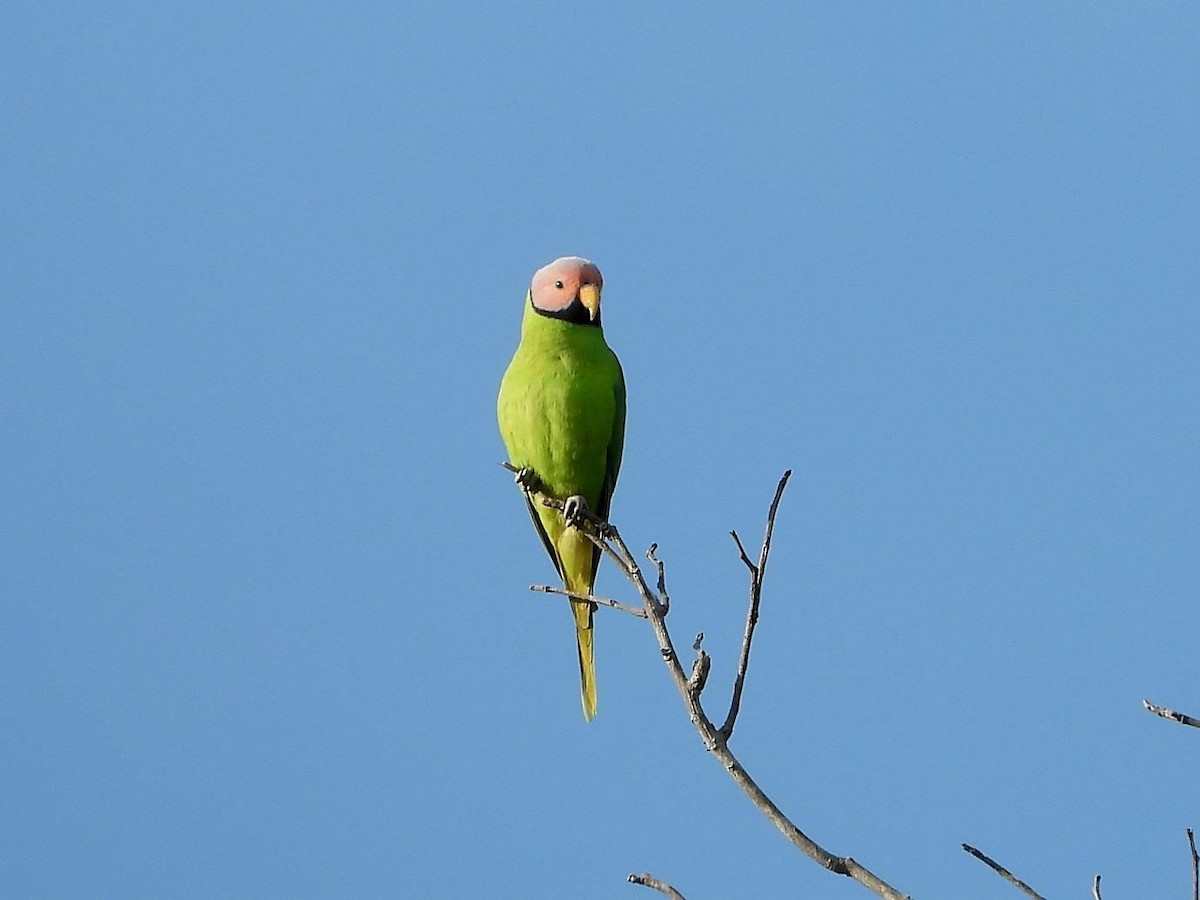 Blossom-headed Parakeet - ML614615523
