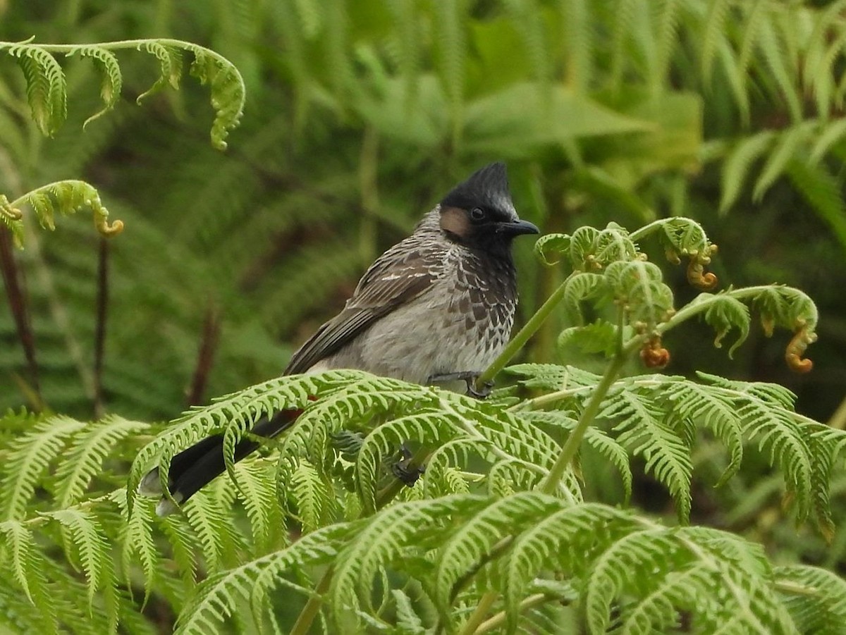Red-vented Bulbul - ML614615638
