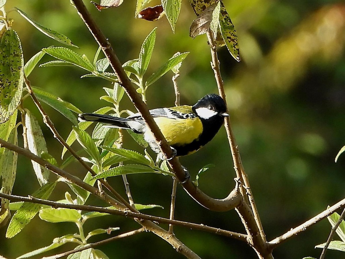 Green-backed Tit - ML614615854