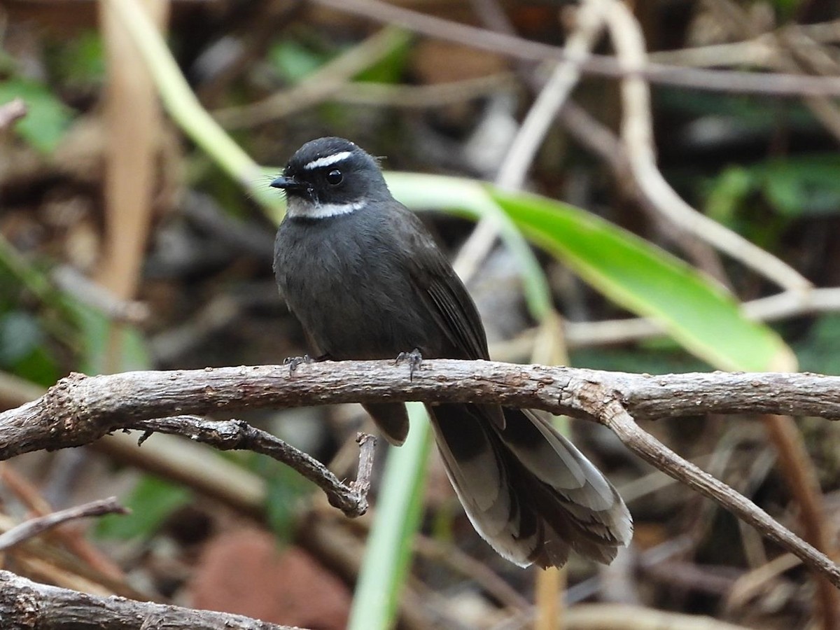 White-throated Fantail - ML614616004