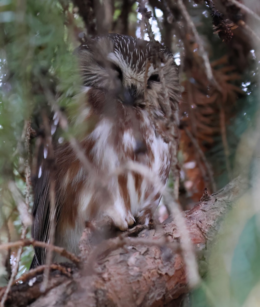 Northern Saw-whet Owl - ML614616028