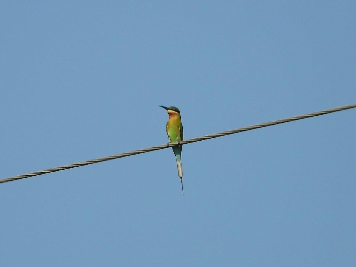 Blue-tailed Bee-eater - ML614616044