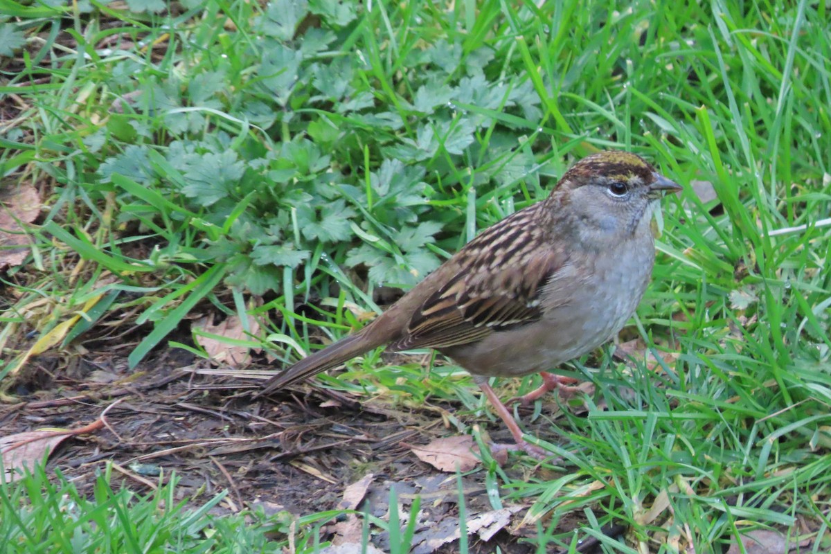 Golden-crowned Sparrow - ML614616192