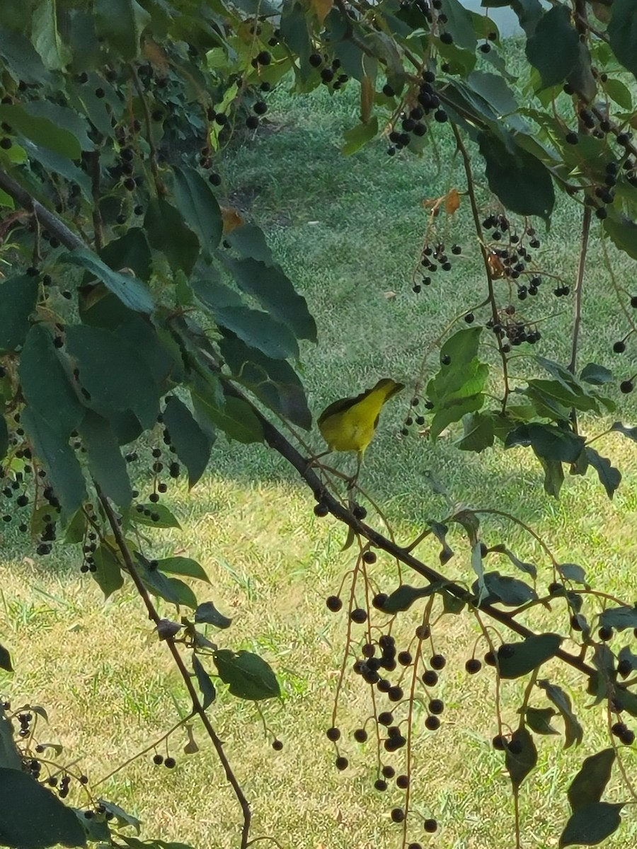Yellow Warbler (Northern) - ML614616382