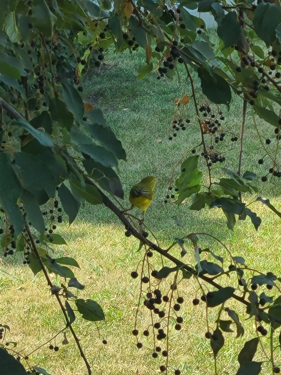 Yellow Warbler (Northern) - ML614616383