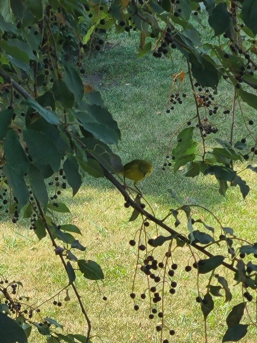 Yellow Warbler (Northern) - ML614616386