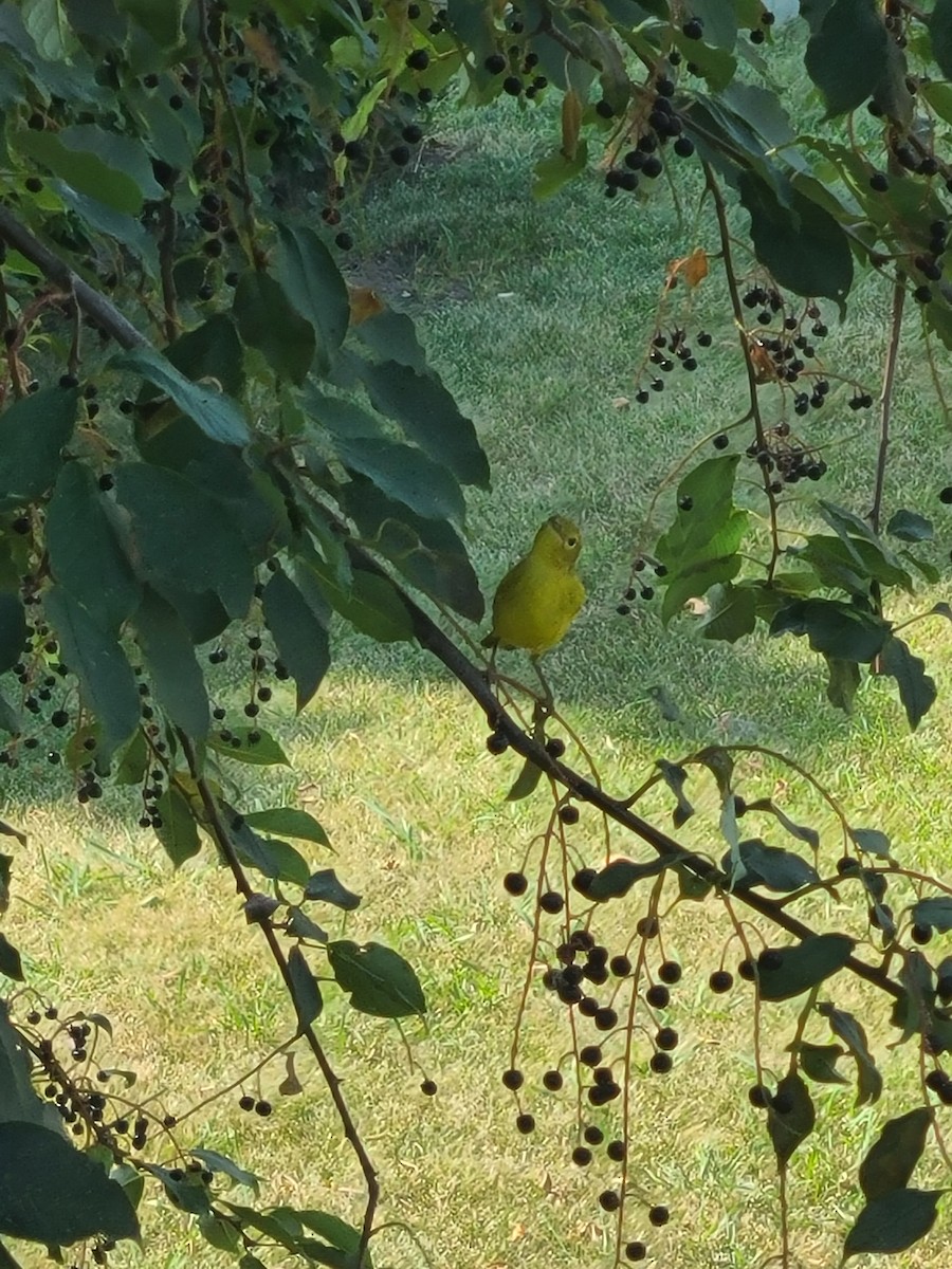 Yellow Warbler (Northern) - ML614616387