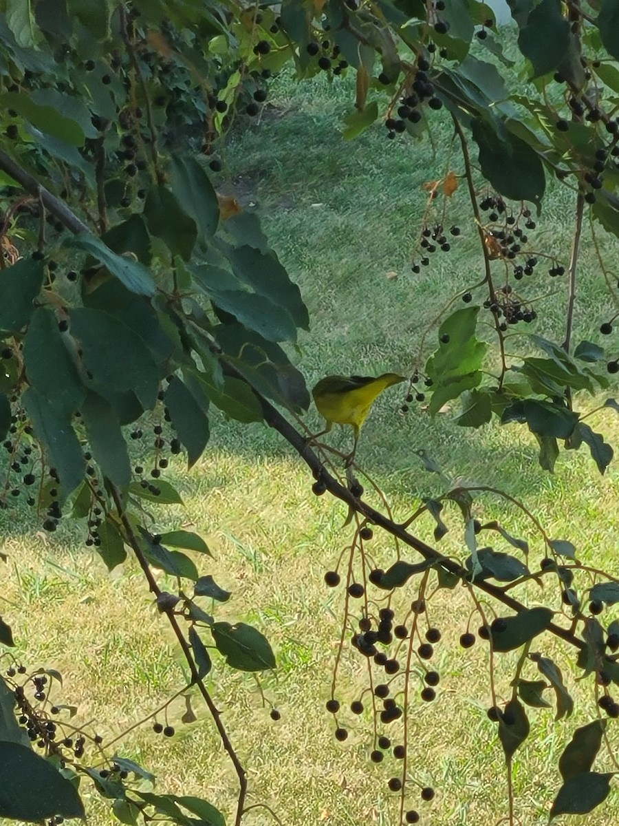 Yellow Warbler (Northern) - ML614616388