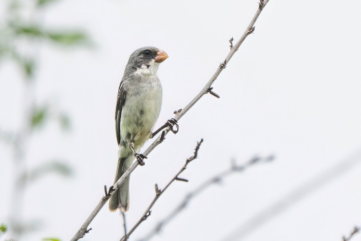 White-bellied Seedeater - ML614616734