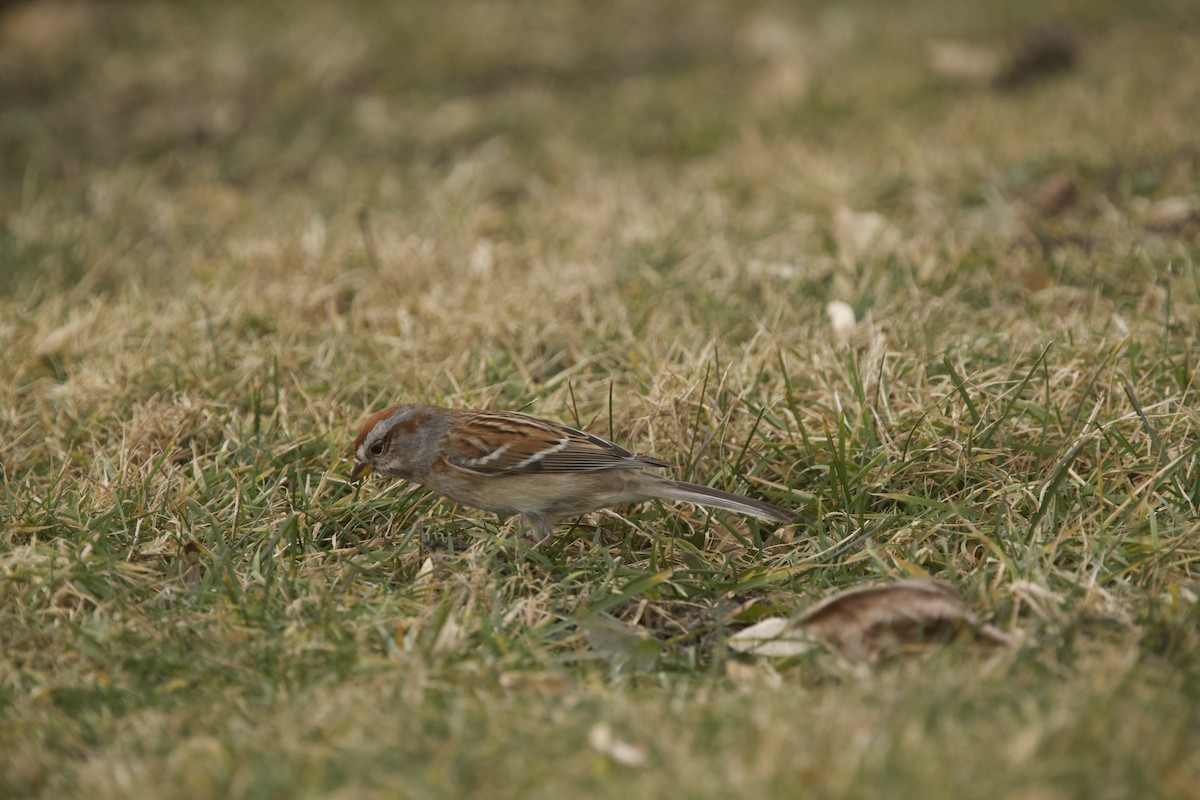 American Tree Sparrow - ML614616736