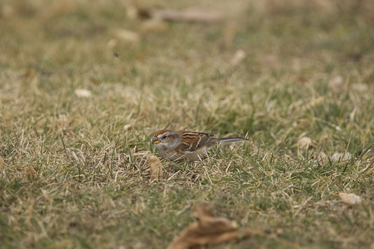 American Tree Sparrow - ML614616737