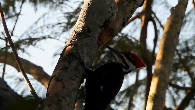 Pileated Woodpecker - ML614616992