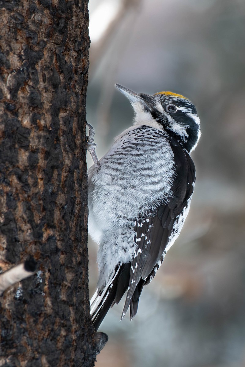 American Three-toed Woodpecker (Rocky Mts.) - Kaleb Anderson