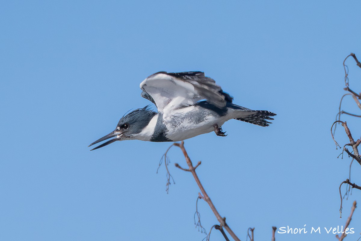 Belted Kingfisher - ML614617593