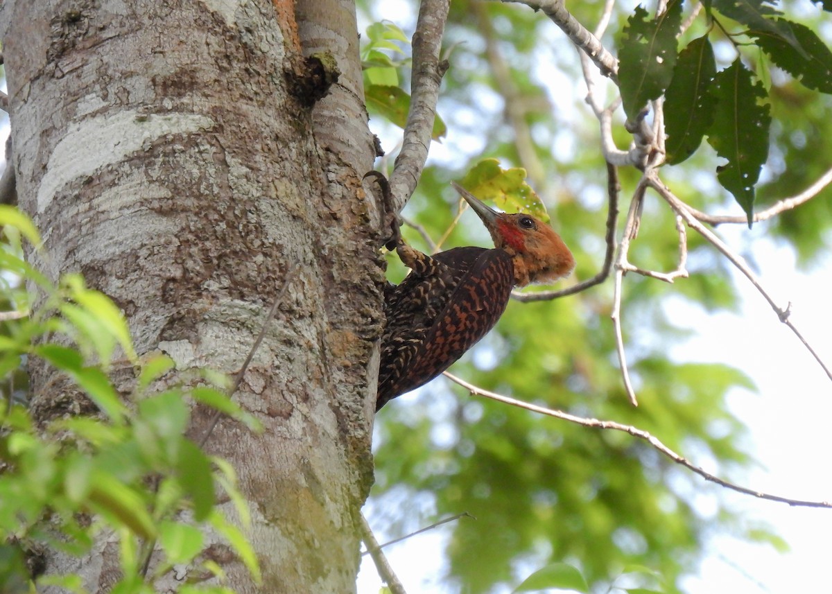Ringed Woodpecker (Atlantic Black-breasted) - ML614617666
