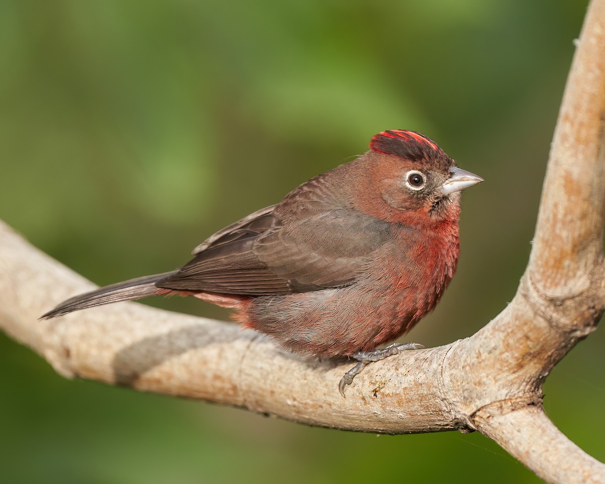 Red-crested Finch - ML614617699