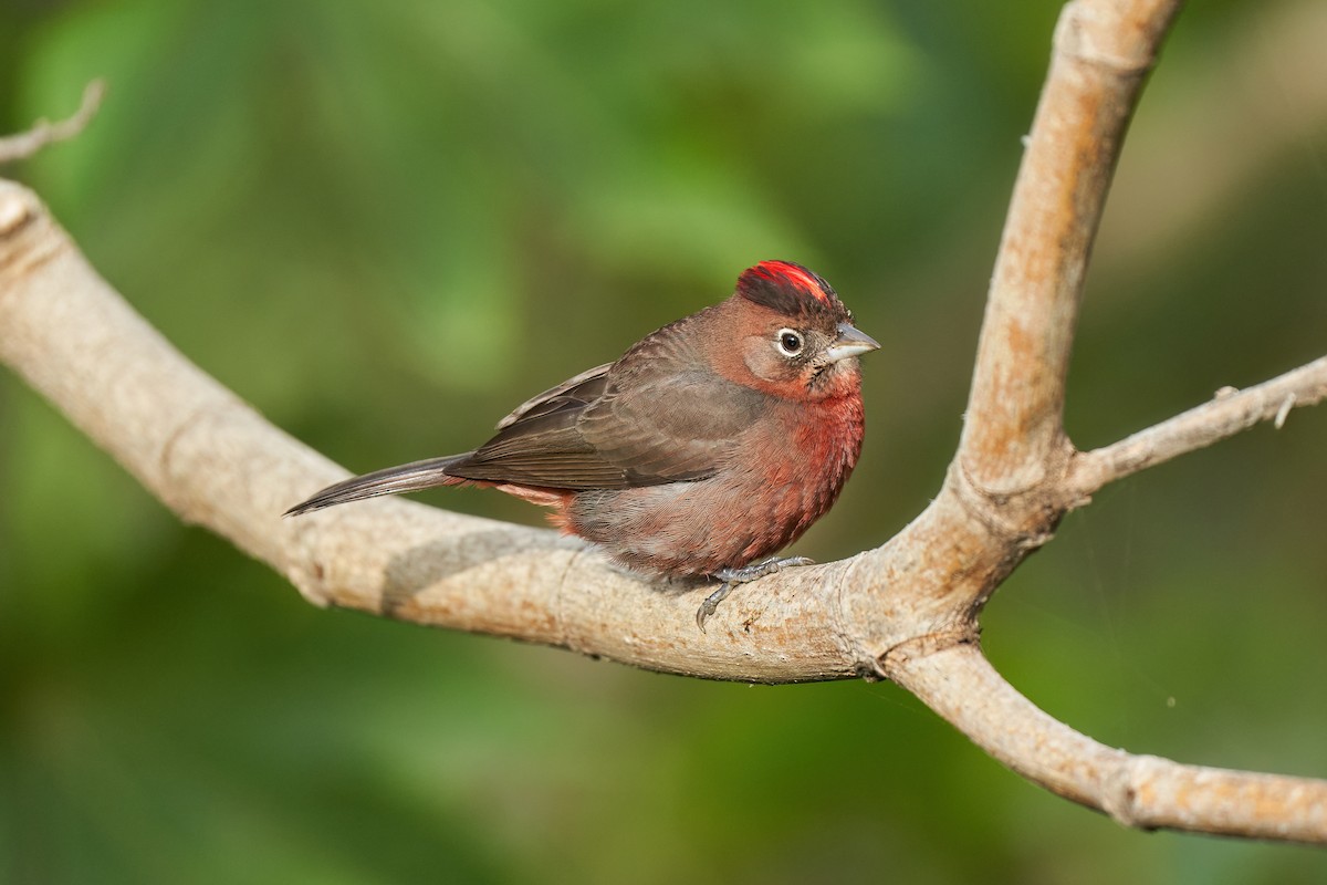 Red-crested Finch - ML614617725