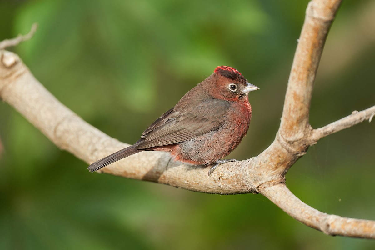 Red-crested Finch - ML614617726