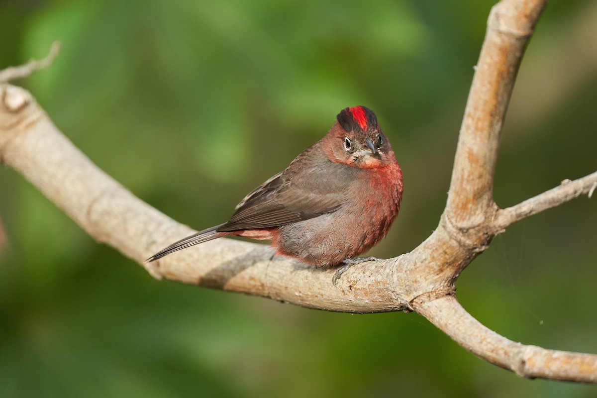 Red-crested Finch - ML614617727