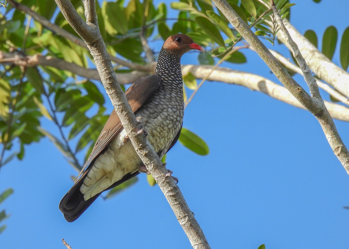 Scaled Pigeon - ML614617728