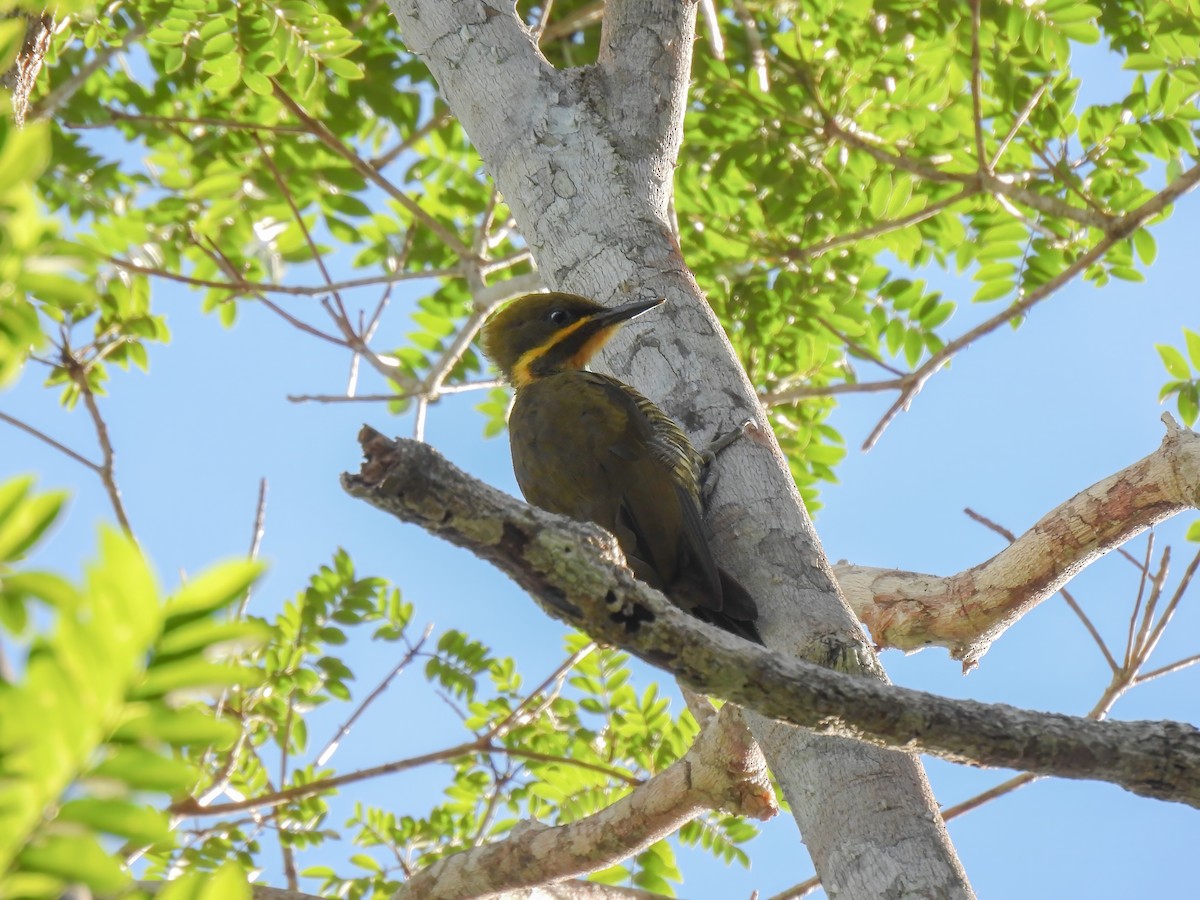 Golden-green Woodpecker (Atlantic) - ML614617730