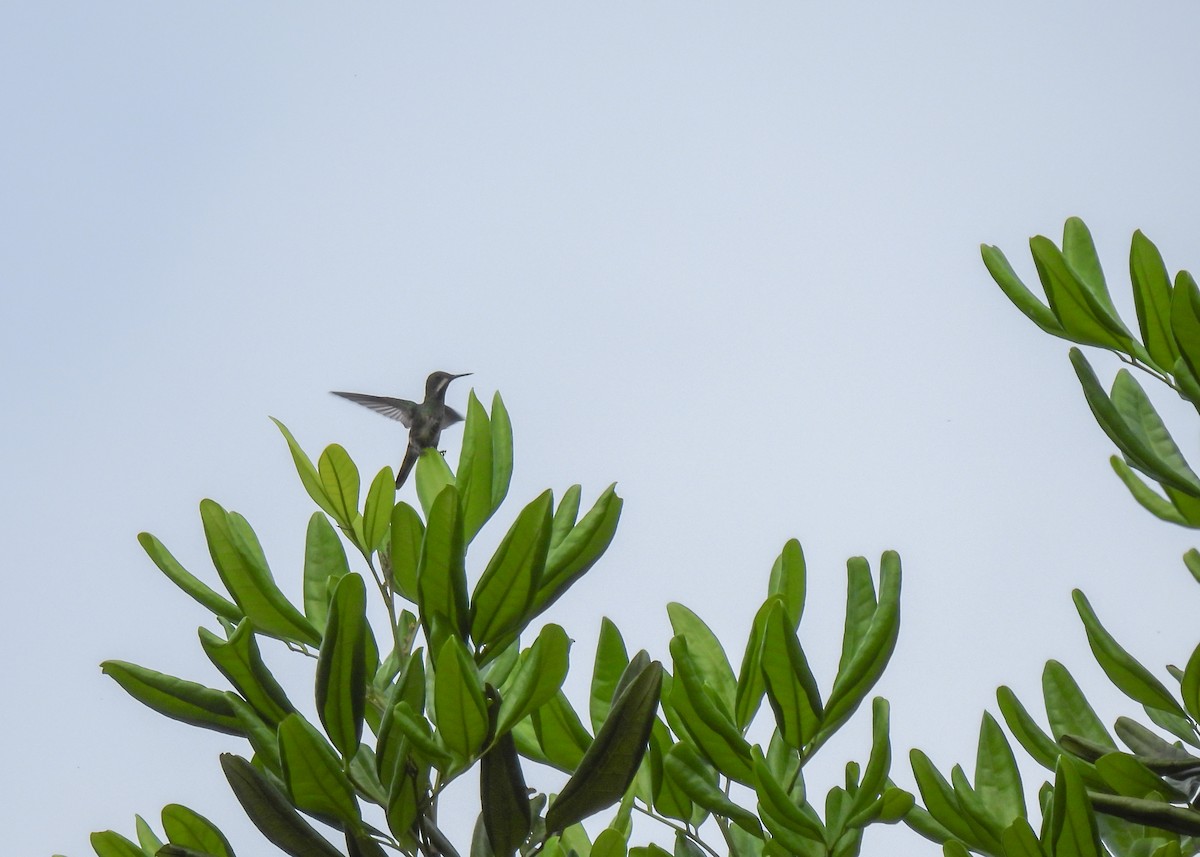 kolibřík pálkoocasý - ML614617731