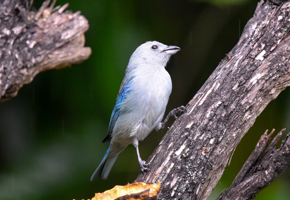 Blue-gray Tanager (Blue-gray) - ML614617772