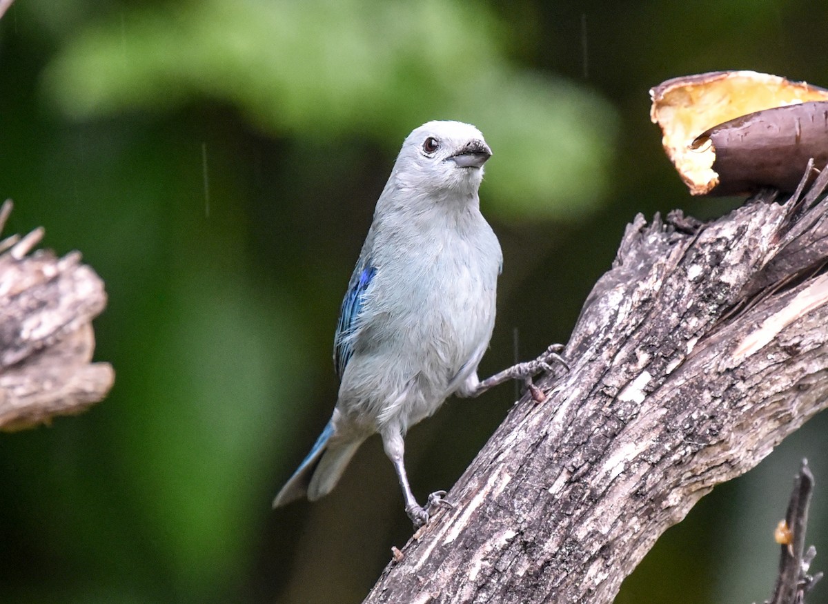 Blue-gray Tanager (Blue-gray) - ML614617773