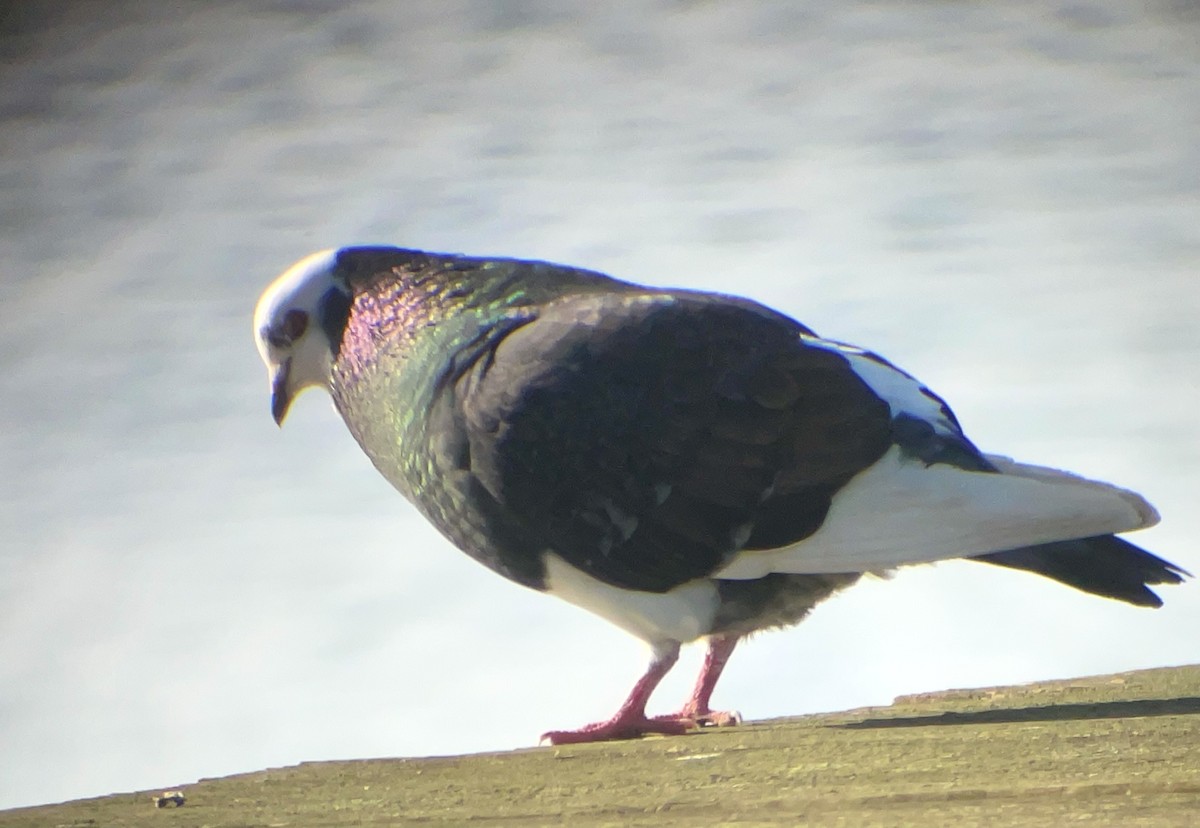 Rock Pigeon (Feral Pigeon) - ML614617853