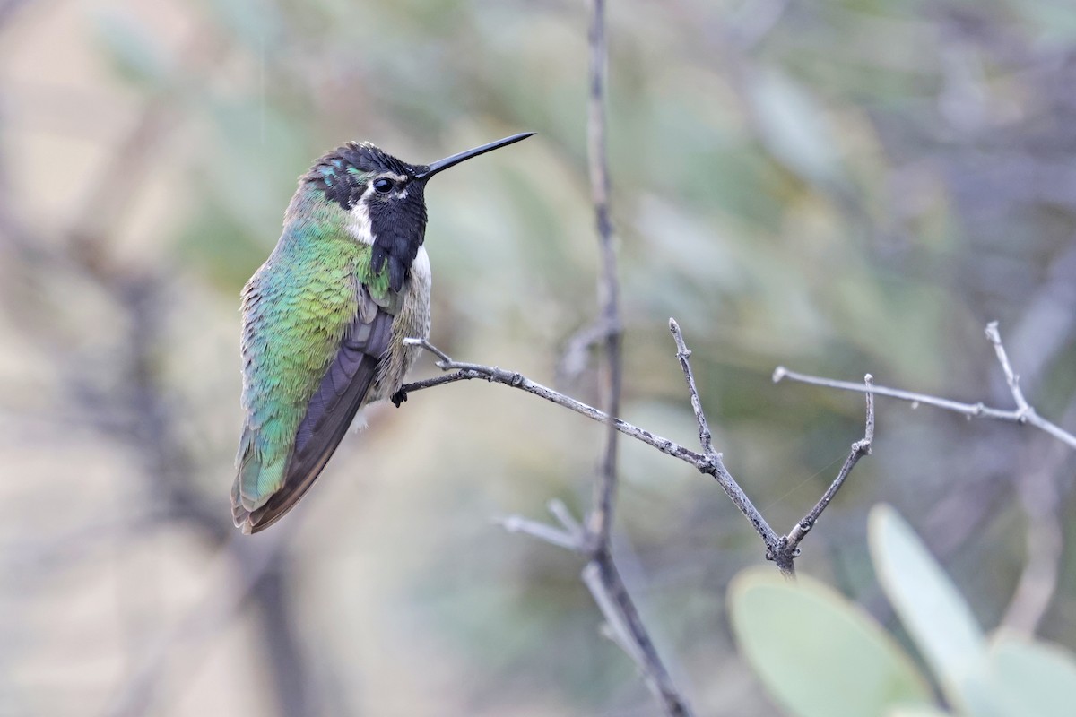 Costa's Hummingbird - Nathan Wall