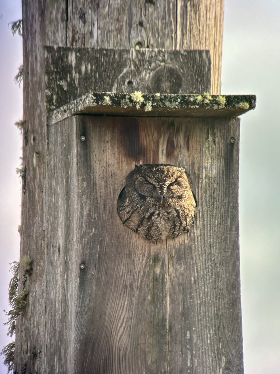 Western Screech-Owl - Epi Shemming