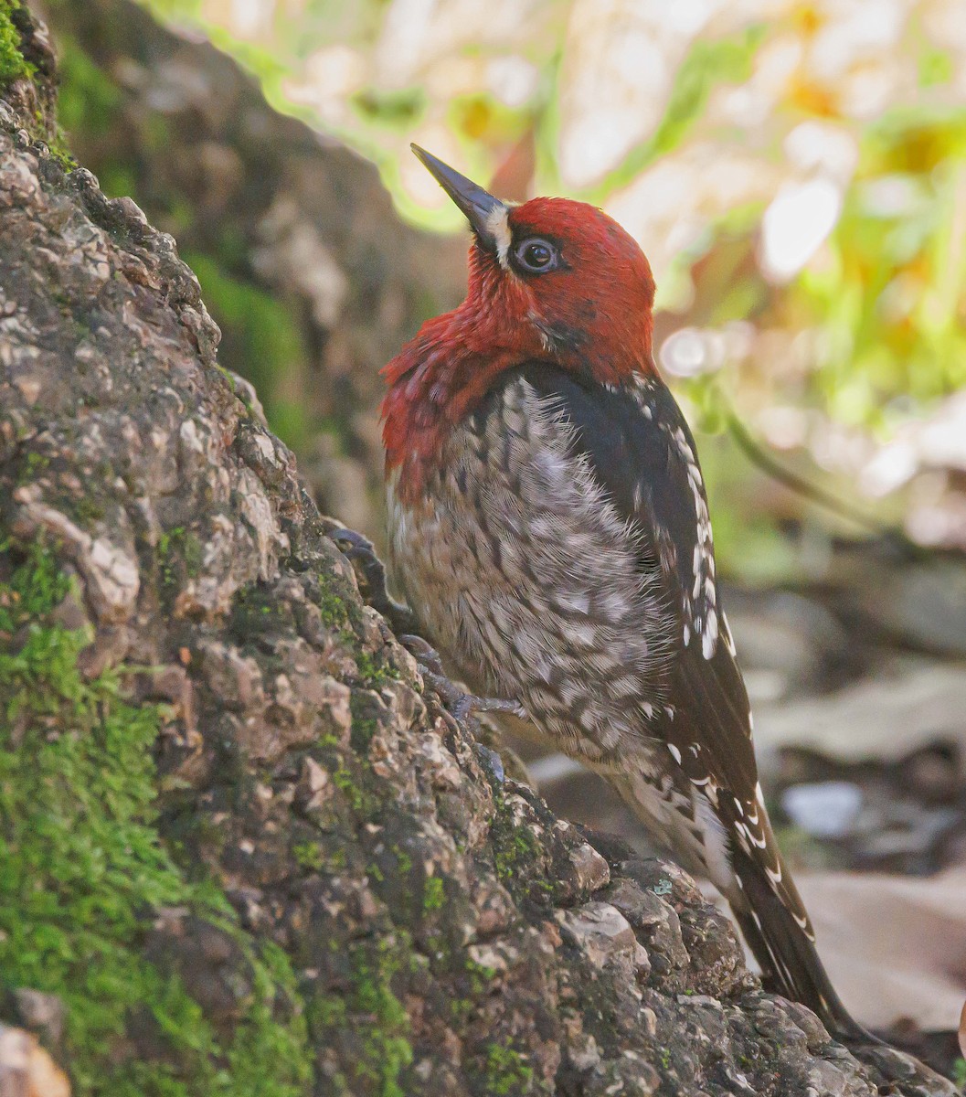 Red-breasted Sapsucker - ML614618042