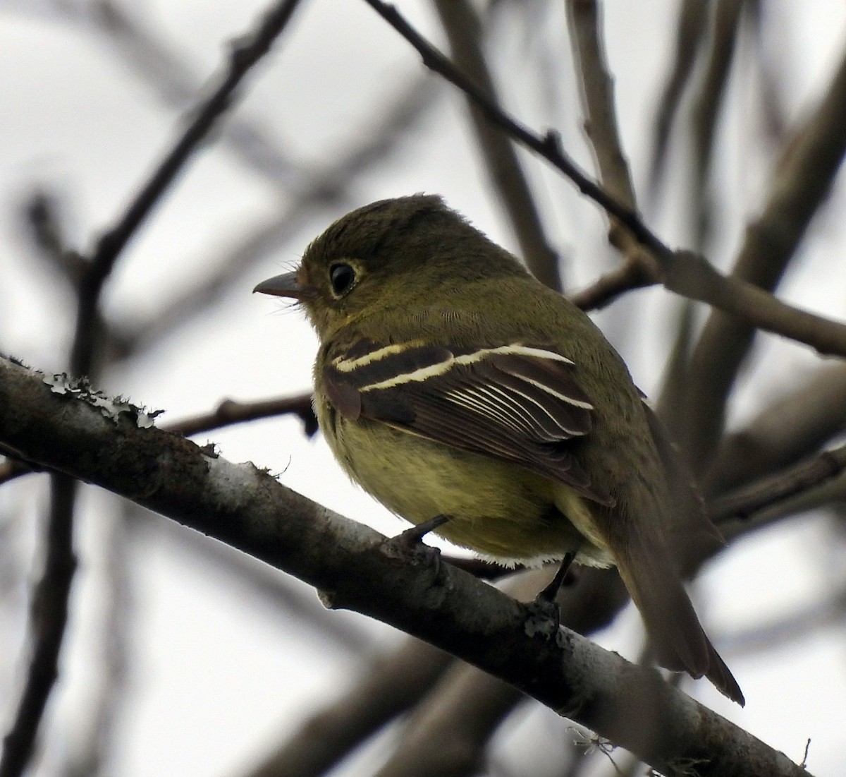 eBird Checklist 9 Feb 2024 West End RdJanes Creek patch 1 species