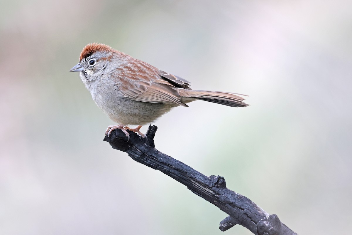 Rufous-crowned Sparrow - ML614618209