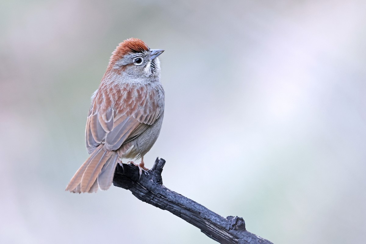 Rufous-crowned Sparrow - ML614618221
