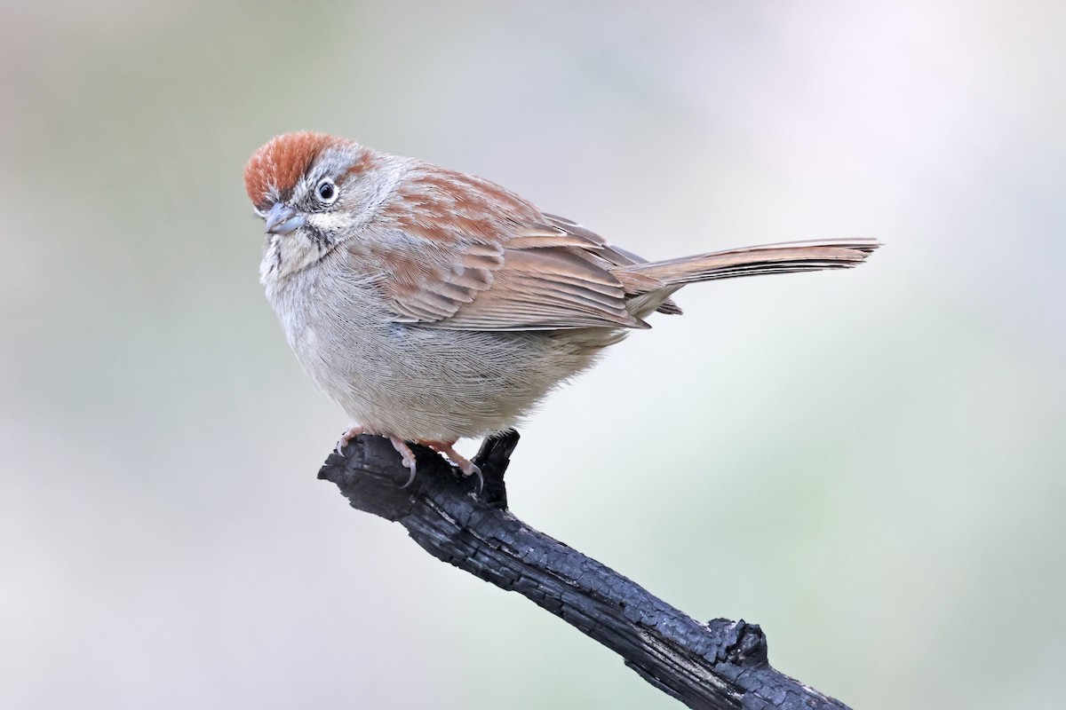 Rufous-crowned Sparrow - Nathan Wall
