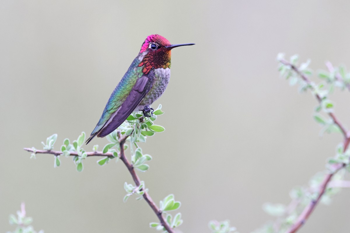 Anna's Hummingbird - Nathan Wall