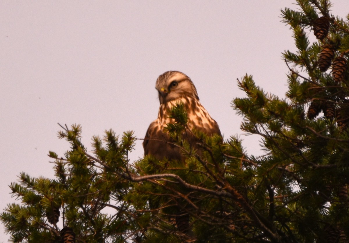 eBird Checklist - 9 Feb 2024 - Kye Bay Rd fence line - 3 species