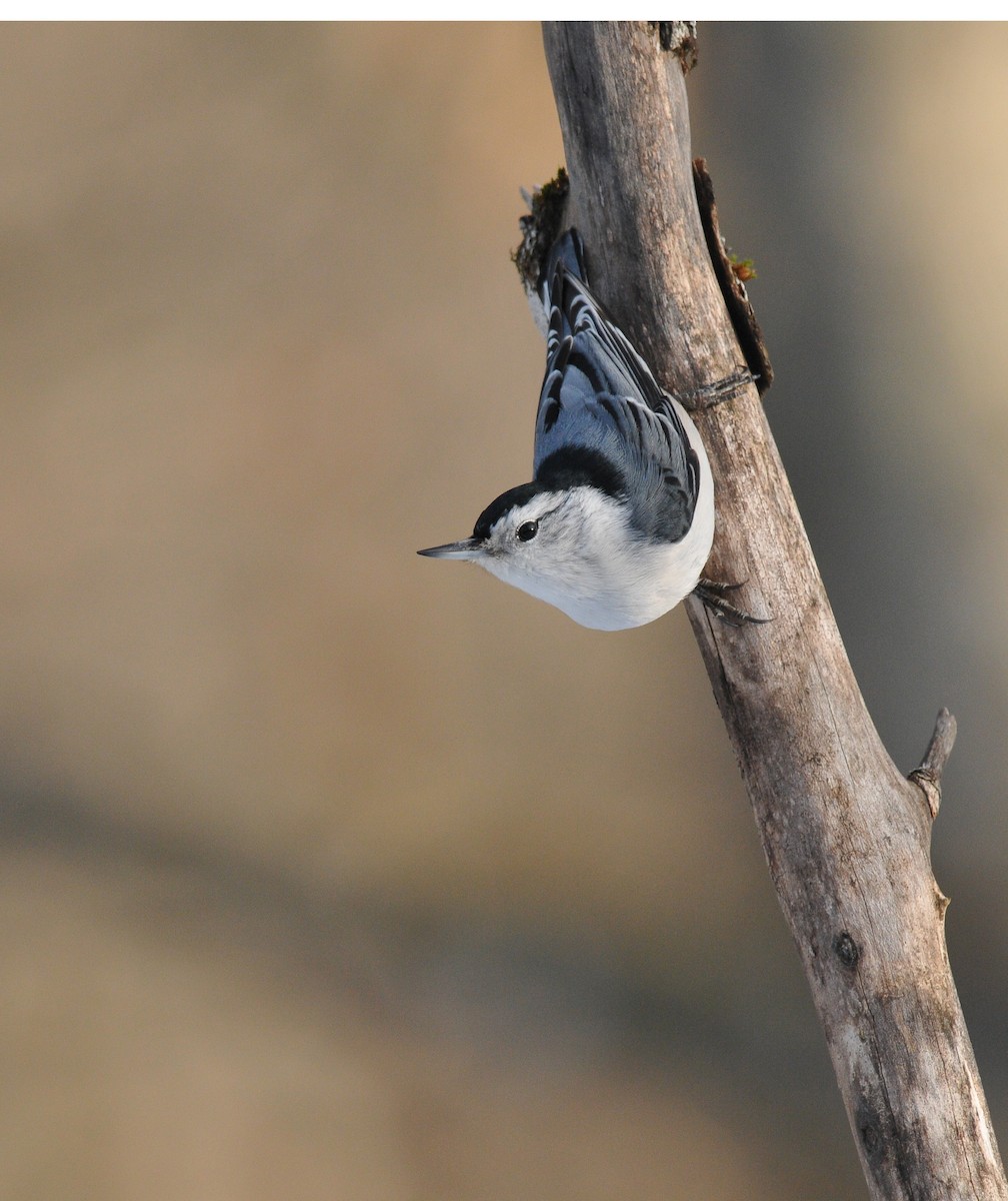 White-breasted Nuthatch - ML614618654