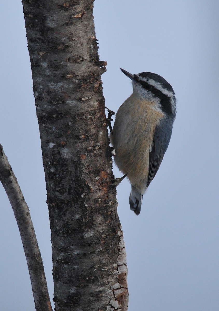 Red-breasted Nuthatch - ML614618669