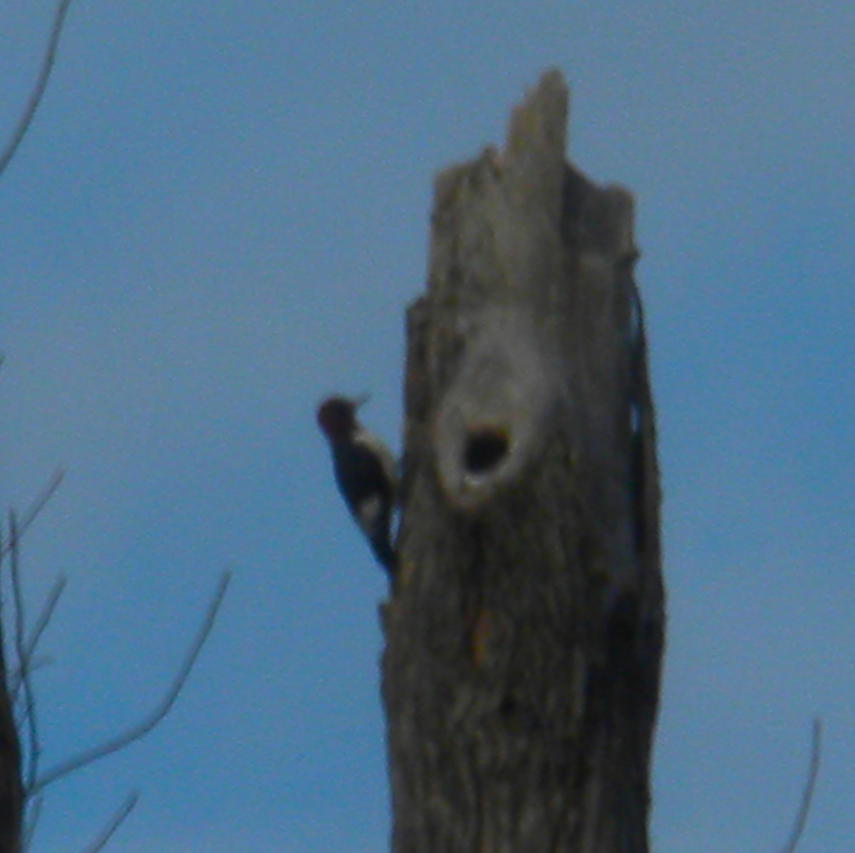 Red-headed Woodpecker - ML614619047