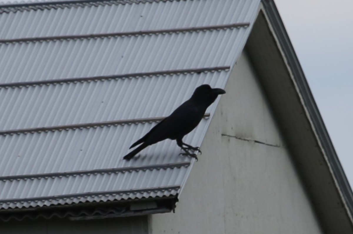 Large-billed Crow - ML614619199