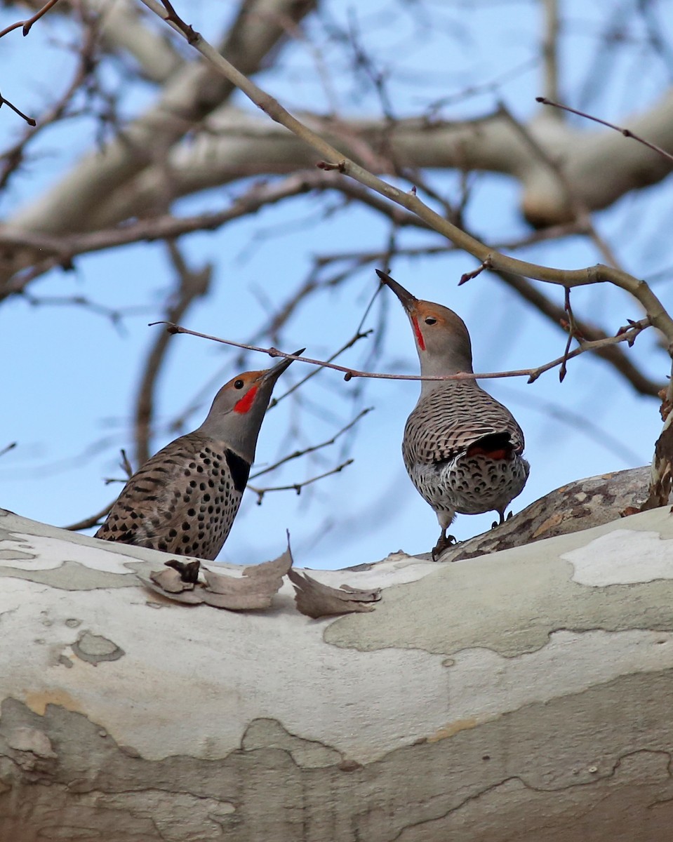 Northern Flicker (Red-shafted) - ML614619220