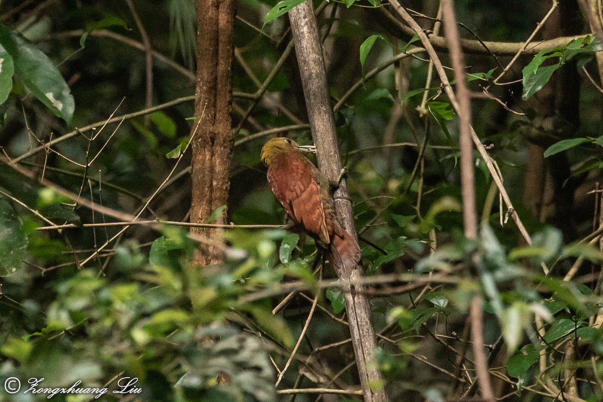 Pale-headed Woodpecker - Zongzhuang Liu