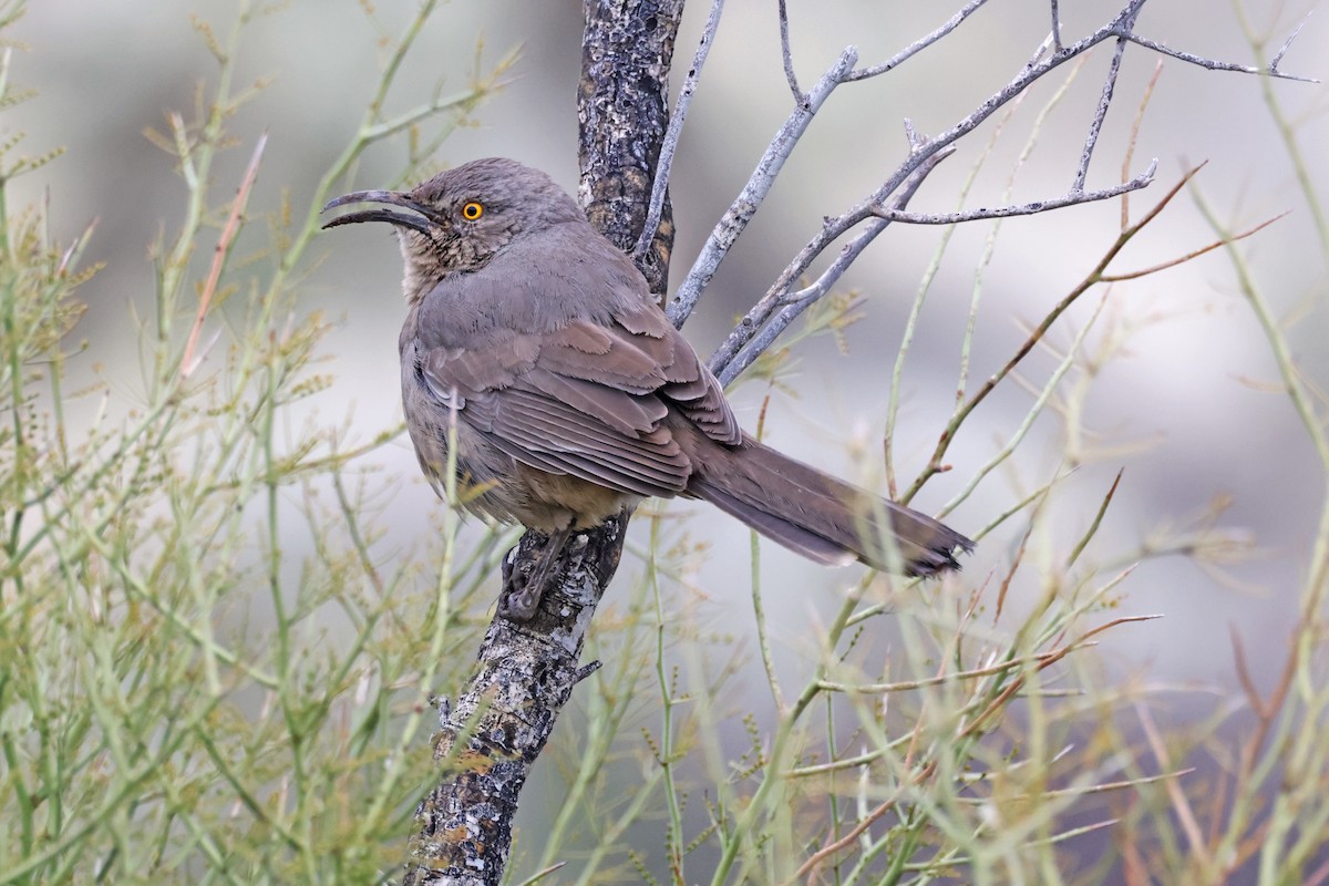 Curve-billed Thrasher - Nathan Wall